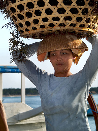 Culture des algues : Portraits : Jungutbatu : Nusa ...