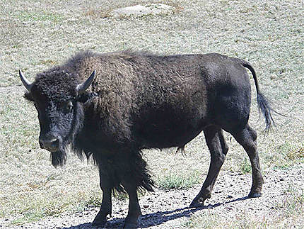 Jeune bison