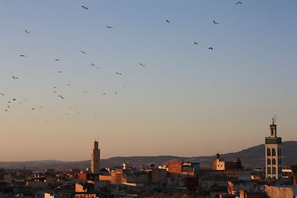 Cigognes dans le ciel de Meknès, au crépuscule