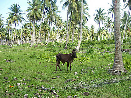 Animal égaré dans un champs de palmier