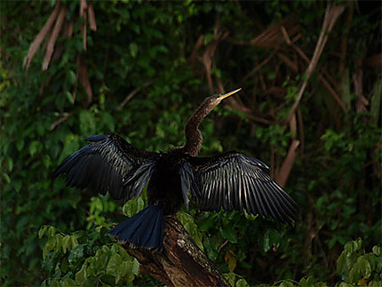 Anhinga