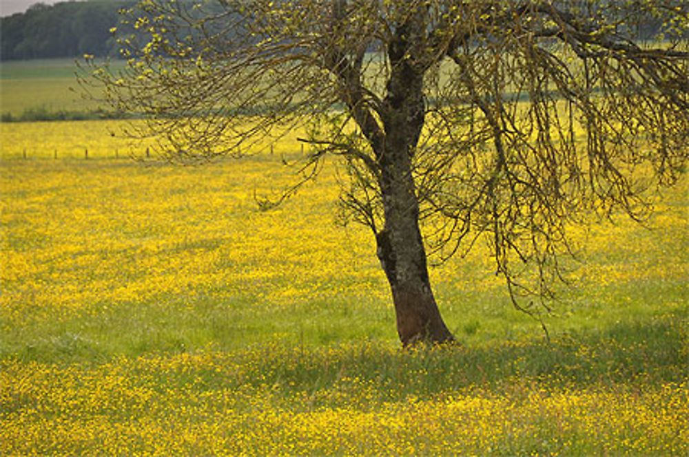 Un arbre dans un champ d'or