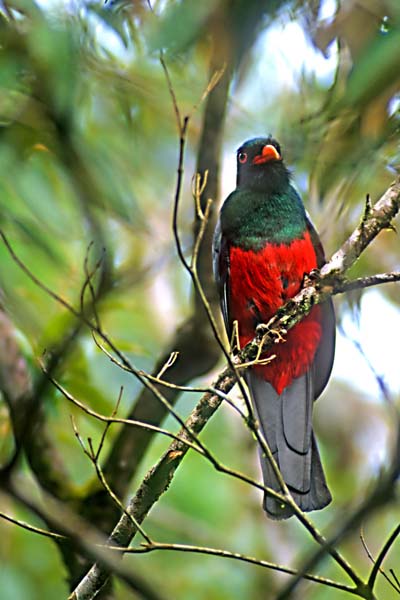 Quetzal femelle Quetzal femelle