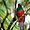 Quetzal femelle
