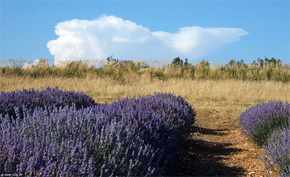 Lavandes et cumulus, près de Babnon (84)