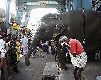 Offrande à l'éléphant. Pondichéry, India