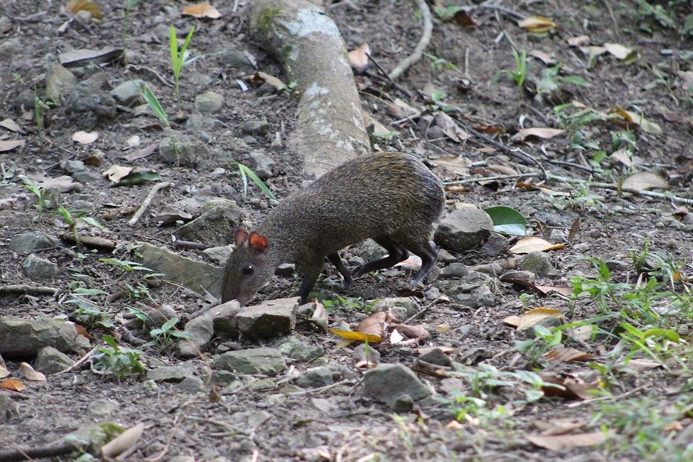 Agouti