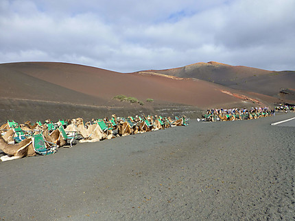 Parking à chameaux
