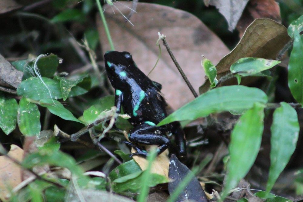 Black and Green Dart Frog