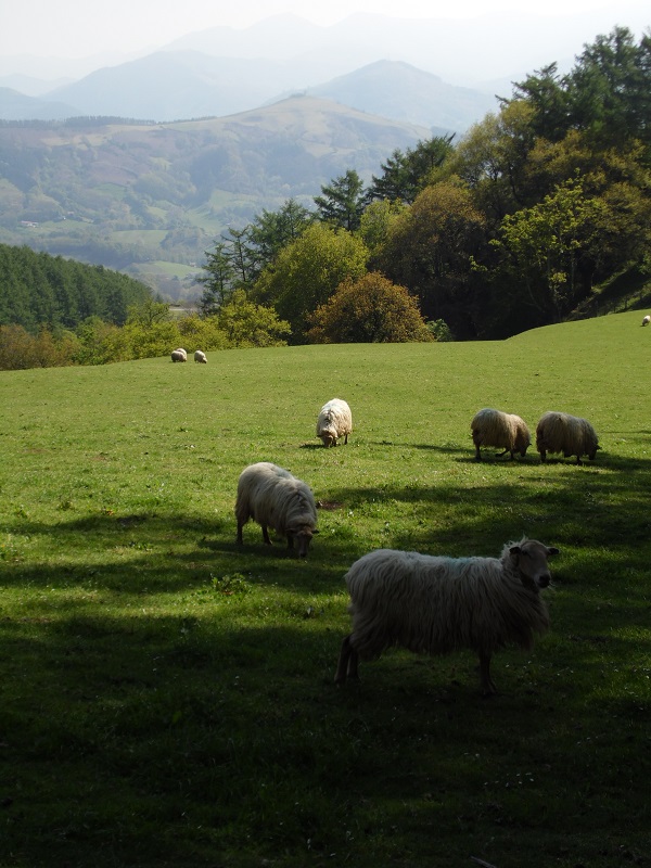 Moutons Moutons