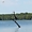 Un héron fait bronzette sur le lake Martin