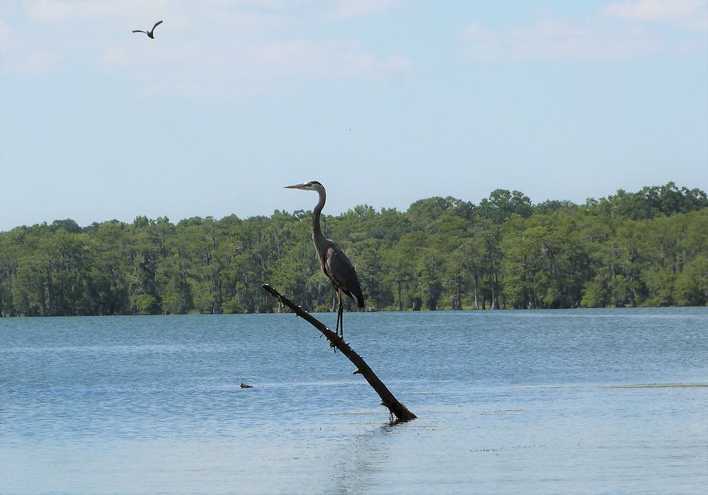 Un héron fait bronzette sur le lake Martin