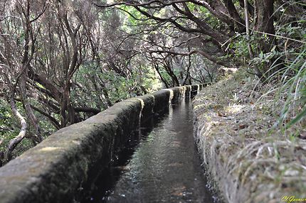 Levada Do Risco - 25 Fontes