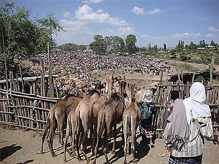 Dromadaires au marché de Bati