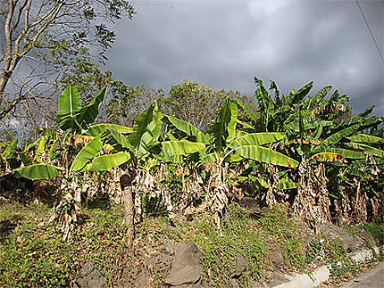 Bananiers à Ometepe