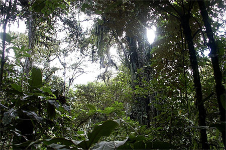 Forêt Tropicale Forêt Tropicale