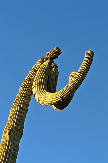 Boxing cactus