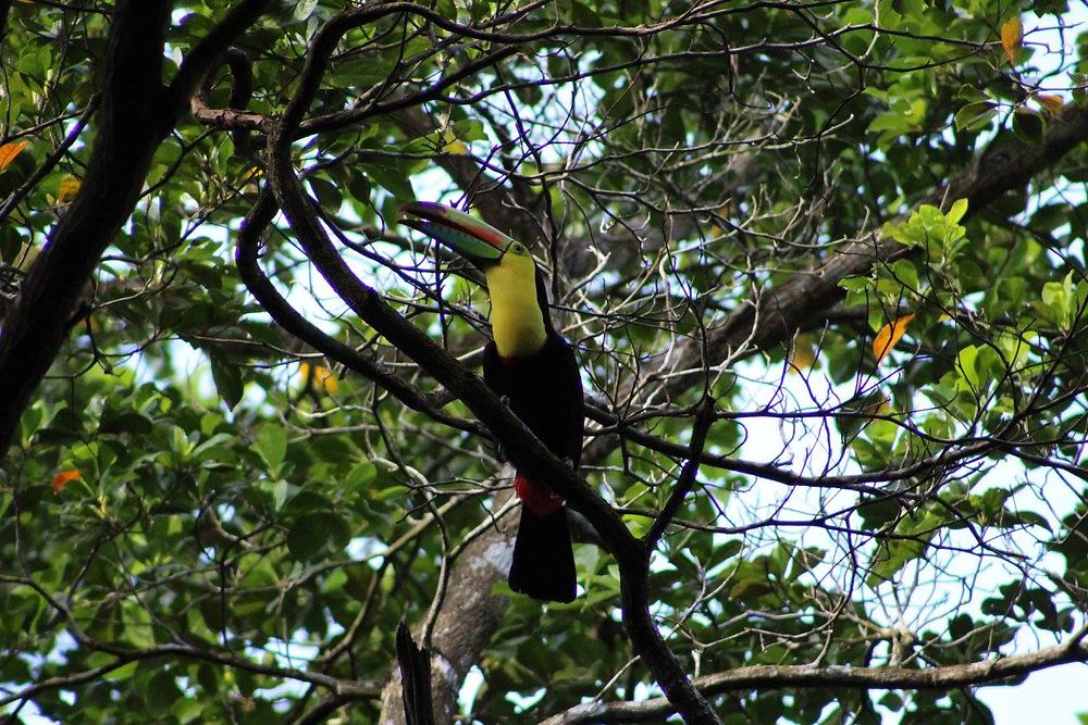 Keel-billed Toucan