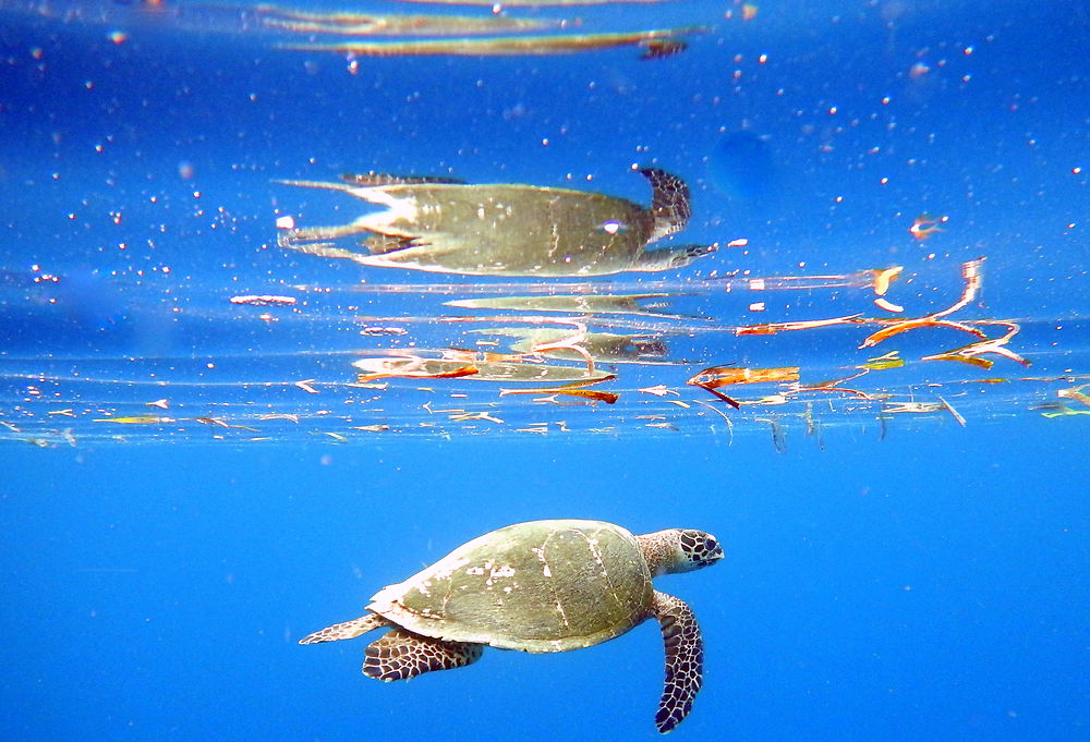 Tortue entre deux eaux