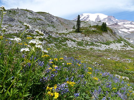 Fleurs devant le Mont Rainier