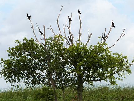 L'arbre aux oiseaux