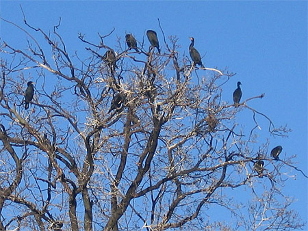 Cormorans sur les bords de Marne