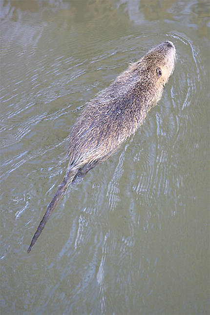 Un ragondin qui nage