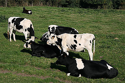 Vaches de Gerberoy