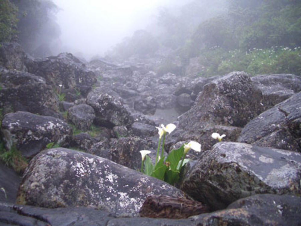 Arums dans la forêt de Bébour