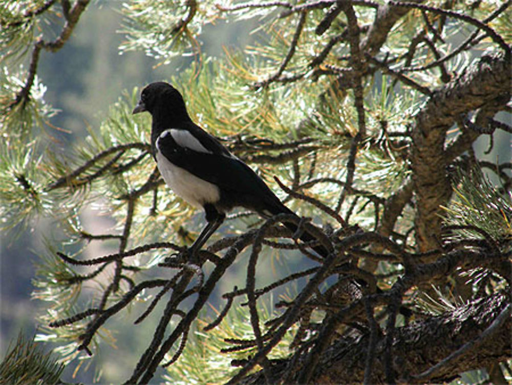 Oiseau Noir et Blanc