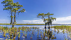Everglades, la Floride au naturel