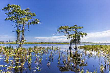 Everglades, la Floride au naturel