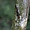 Panamanian Whiptail