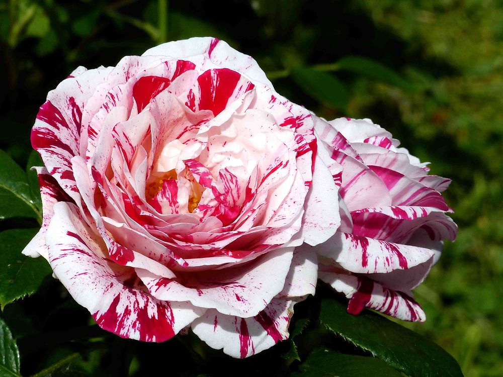 Roses - Saint-Pierre de Côle - Marché aux Fleurs