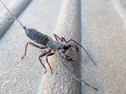 Scorpion fouetté (Arachnida) à Pattaya