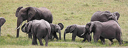 Famille d'Eléphants