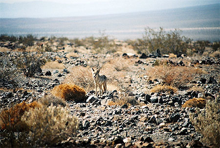 Vallée de la Mort Vallée de la Mort