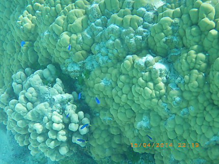 Snorkeling lagon de Maupiti
