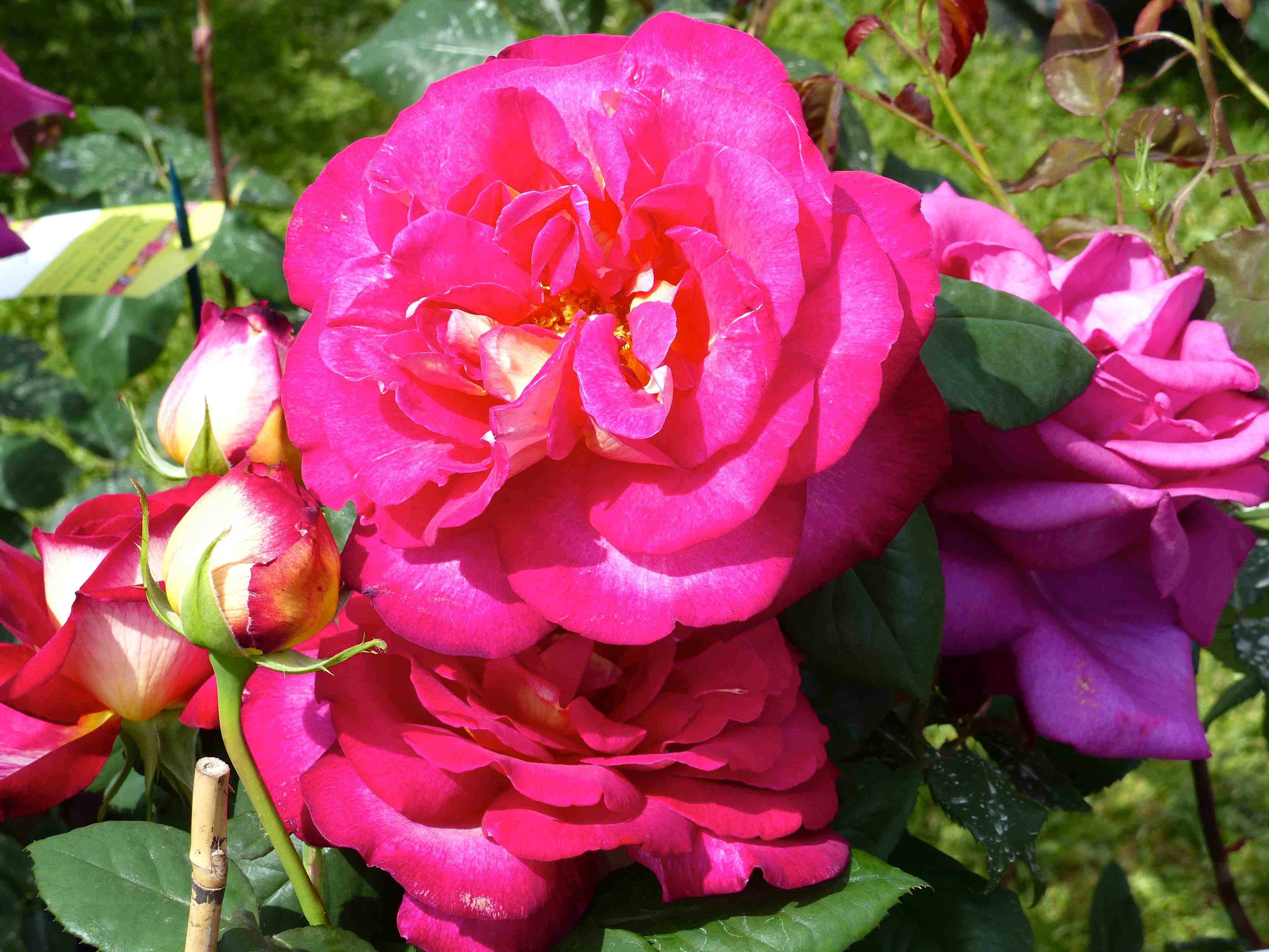 Roses - Saint-Pierre de Côle - Marché aux Fleurs Roses - Saint-Pierre de Côle - Marché aux Fleurs