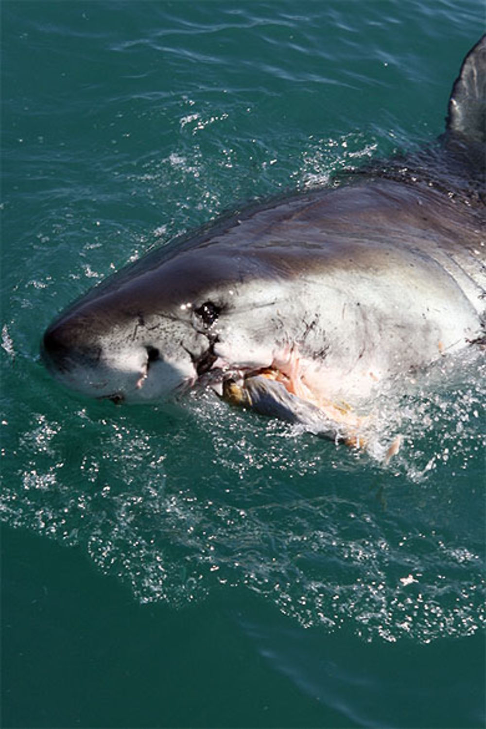 Requin blanc