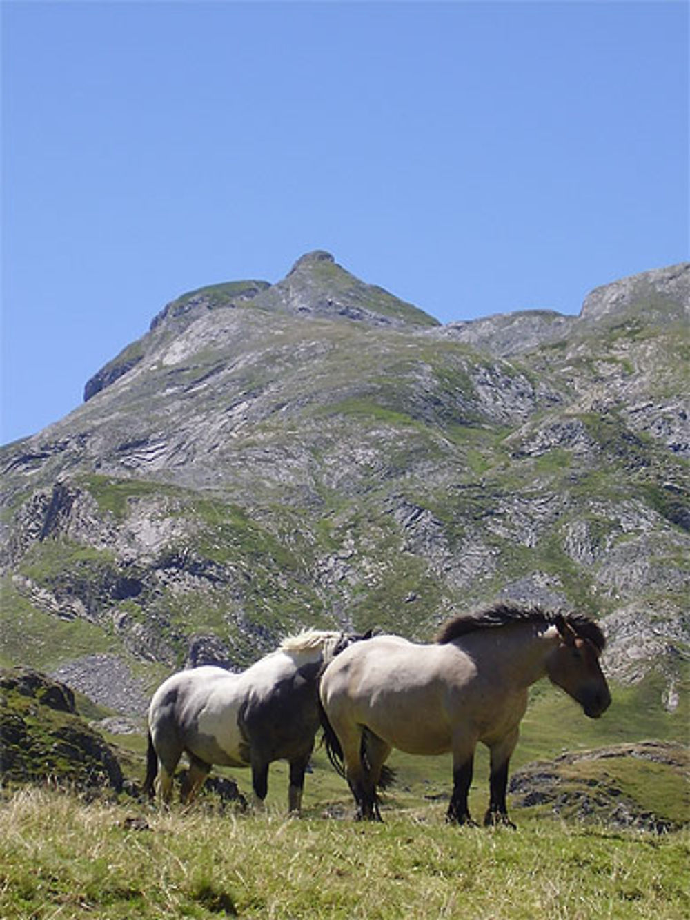 Col du pourtalet, chevaux