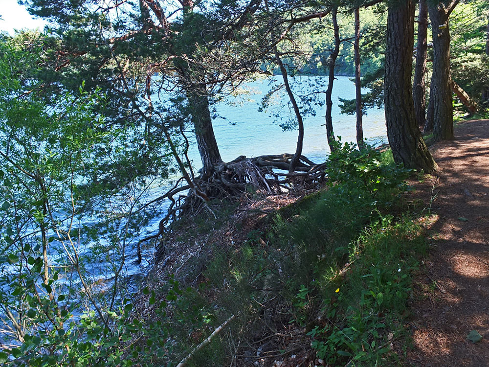 Un arbre allant au bain