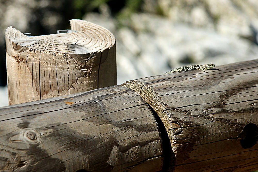 Lézard de l'Asco