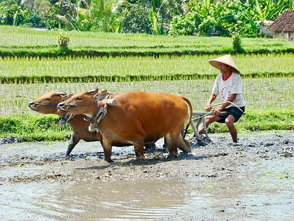 Travail traditionnel dans les rizières de Bali