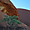 Autour d'Uluru
