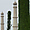 Minarets du Taj et ciprès