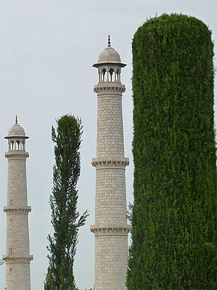Minarets du Taj et ciprès
