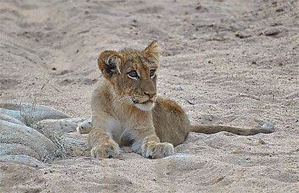 Lionceau dans la réserve privée de Kapama