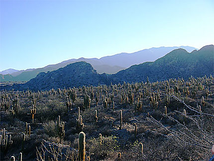 Cactus de las ruinas de Quilmes
