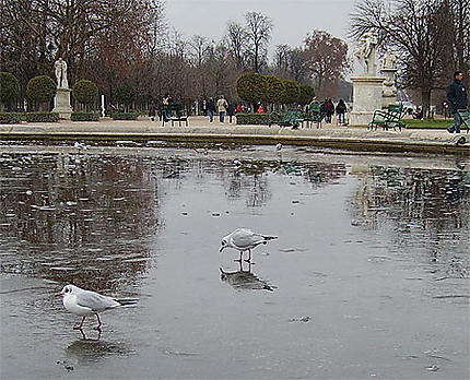 Patinage artistique - Jardin des Tuileries